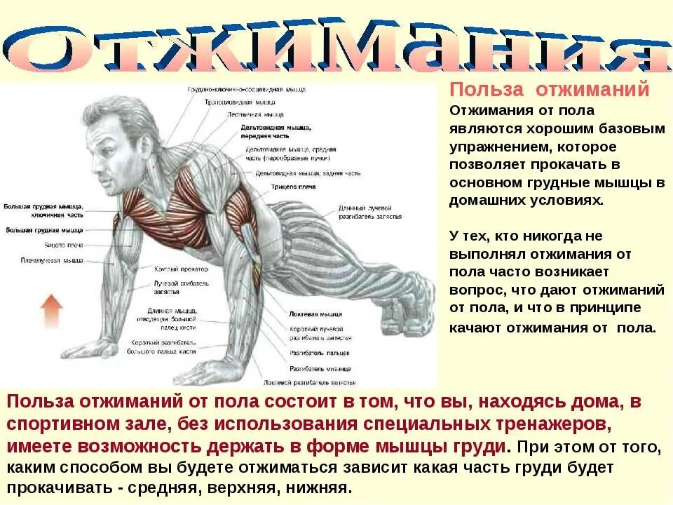 Что нужно делать чтобы мышц. Упражнения отжимания. упражнение отжимание от пола. упражнение отжимание для мышц. упражнения на руки отжимания.