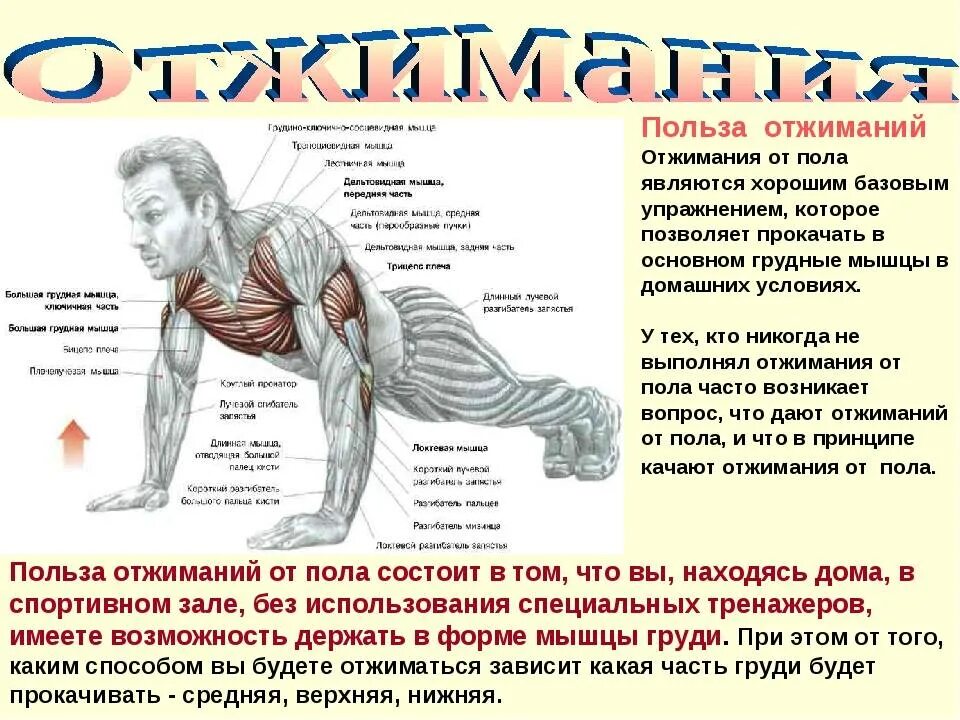 Упражнения для раскачки грудных мышц. Упражнение отжимание от пола. Упражнения мышцы отжимания от пола. Упражнения на грудные мышцы отжиманиями. Отжимания для грудных мужчин