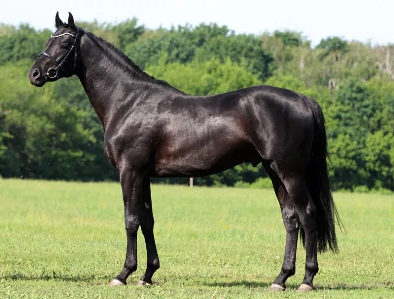 Kwpn лошадь. жеребец 1. жеребец 1. русская верховая порода лошадей илдон. русская верховая порода жеребец барин.