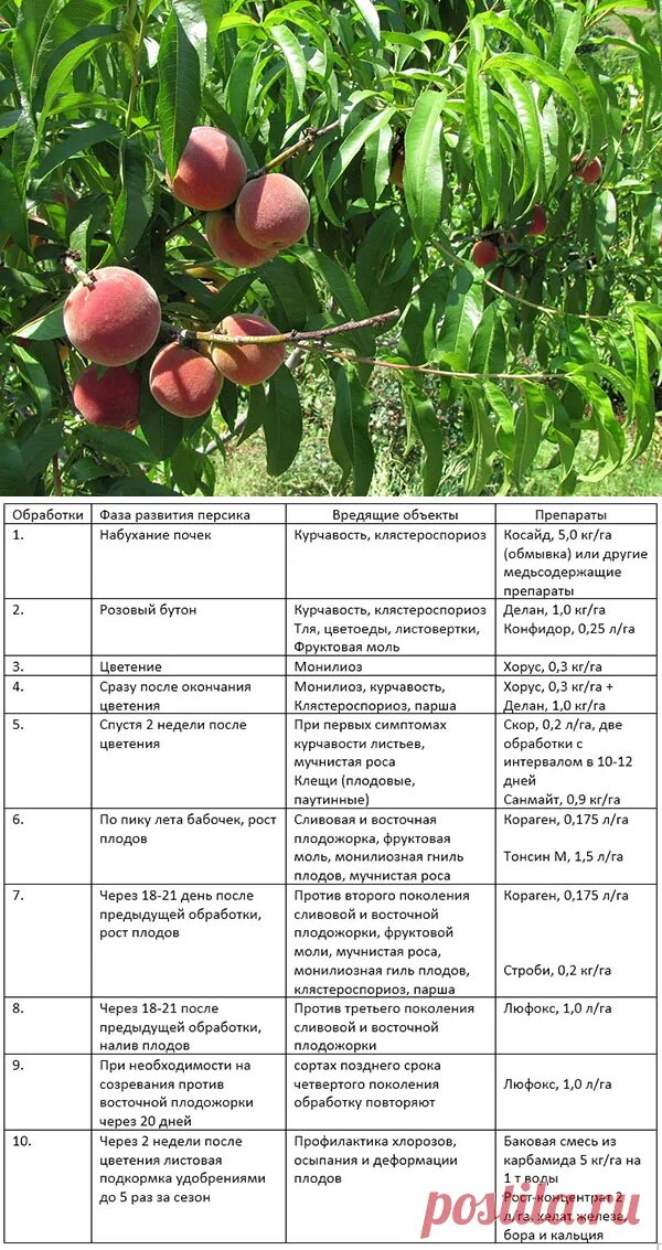 Когда обрабатывают плодовые деревья от вредителей весной. Схема обработки яблонь весной. Схема подкормки персика. Схема опрыскивания персика весной. Таблица обработки персика.
