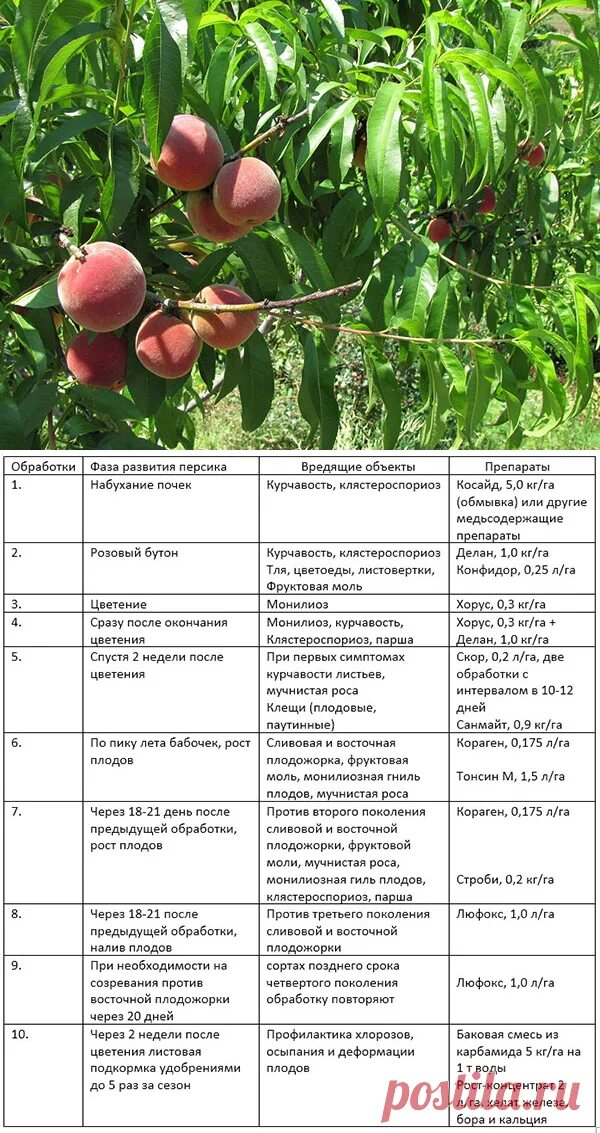 Чем обработать яблоню после цветения. Схема обработки яблонь весной. Схема подкормки персика. Схема опрыскивания персика весной. Таблица обработки персика.