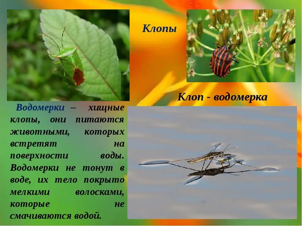 Клоп содержание. Презентация клоп водомерка. клоп водомерка хищная. информация о водомерке. сообщение о клопе водомерке.