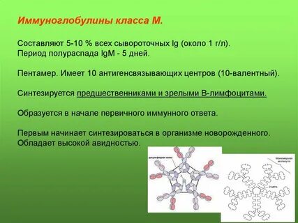 Иммуноглобулин обозначается
