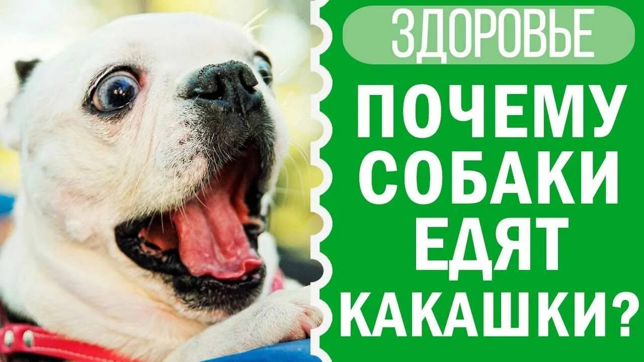 Почему собаки едят свои какашки. Почему собаки едят говно. почему собаки едят какашки.