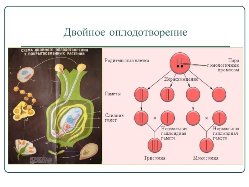 Мужские половые клетки цветковых. Двойное оплодотворение у цветковых схема. Схема двойного оплодотворения у цветковых растений. Схема двойного оплодотворения у покрытосеменных растений. Двойное оплодотворение 6 класс Сема.