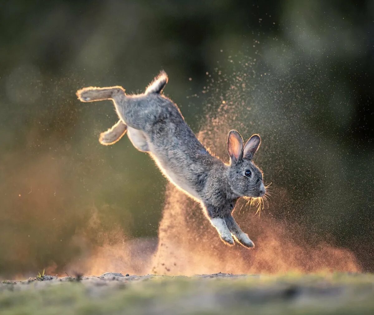Заяц Русак прыгает. Кролик в прыжке. Кролик прыгает. Кролик убегает.
