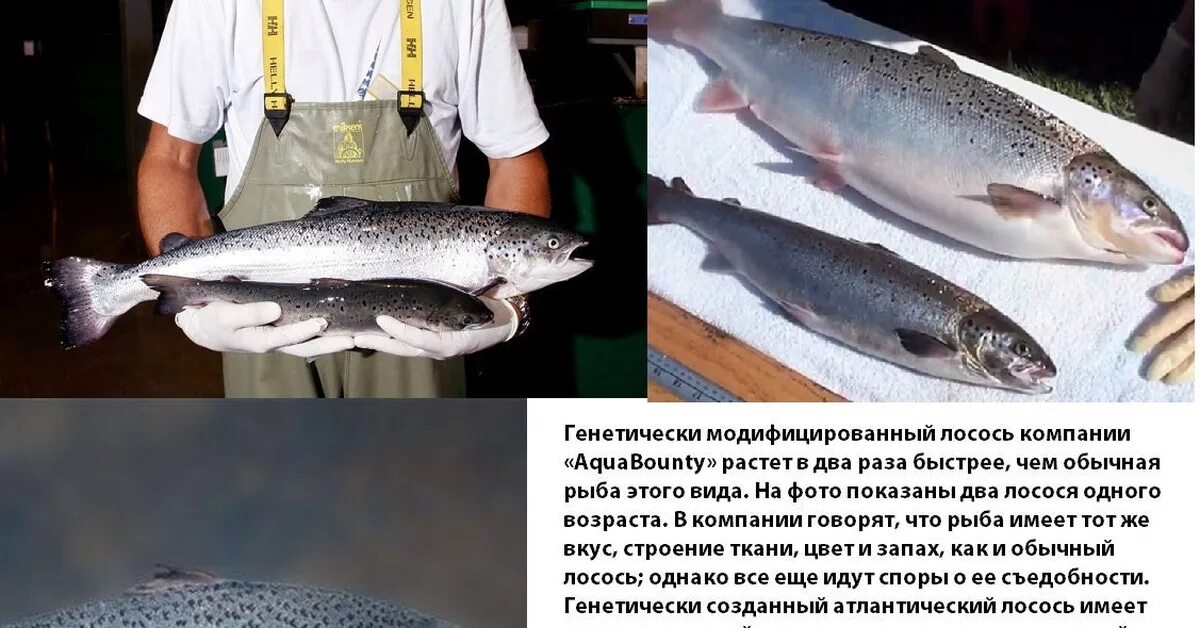 Лосось кижуч. Сон лосось. Чавыча форель лосось. Семга сашими. Сон лосось.