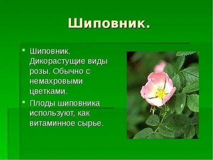 Значение шиповника в жизни человека