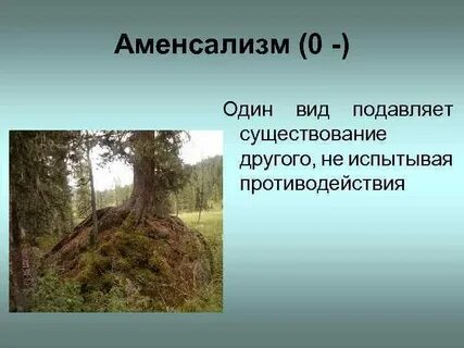 Хищничество аменсализм