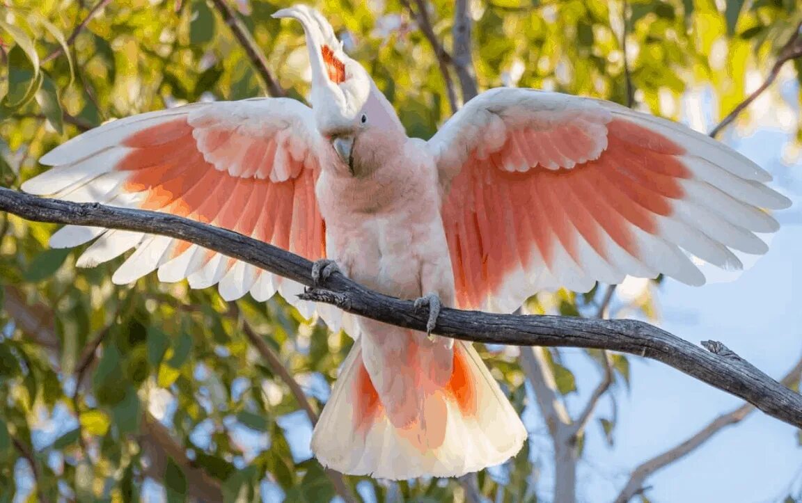 Какада. Попугай Какаду Инка. Австралийский розовый Какаду. Попугай молуккский Какаду. Какаду персиковый.