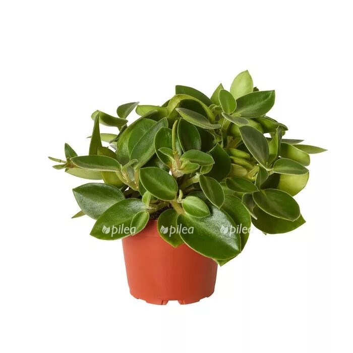Пеперомия лайм. Пеперомия pixie lime. peperomia pixie lime. пеперомия орба пикси лайм. пеперомия ангулата.