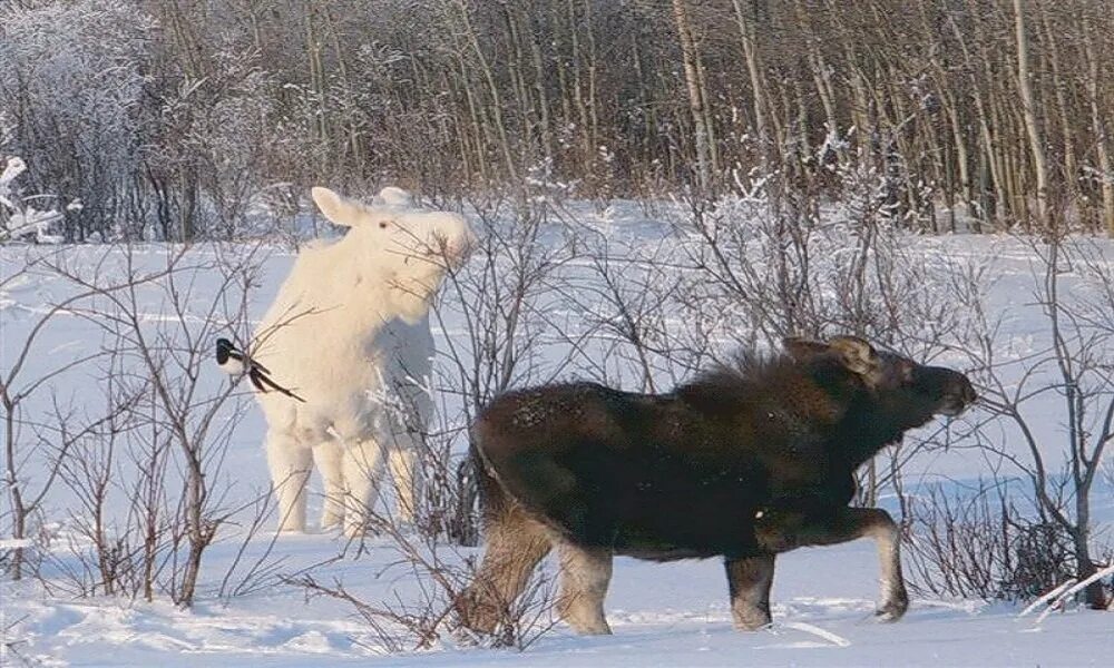 На лося пойду. Лось альбинос. Лось Косач. Лось зимой.