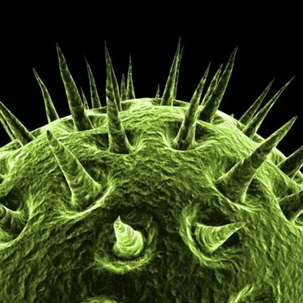 Cell virus. Король вирус. Хантавирус. Хантавирусы микроскоп. Вирусы 3d Max.