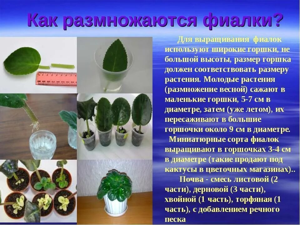 Почему при размножении комнатных растений используют
