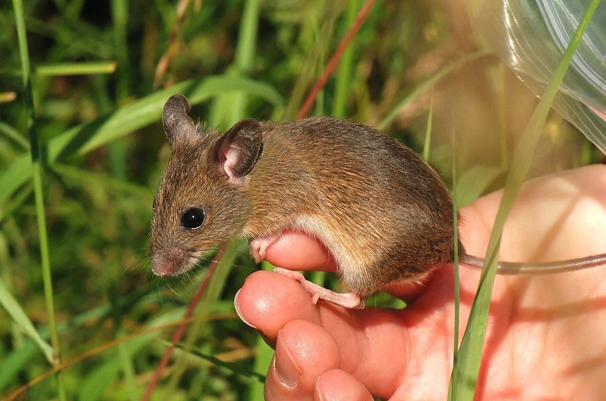 A mouse a small body