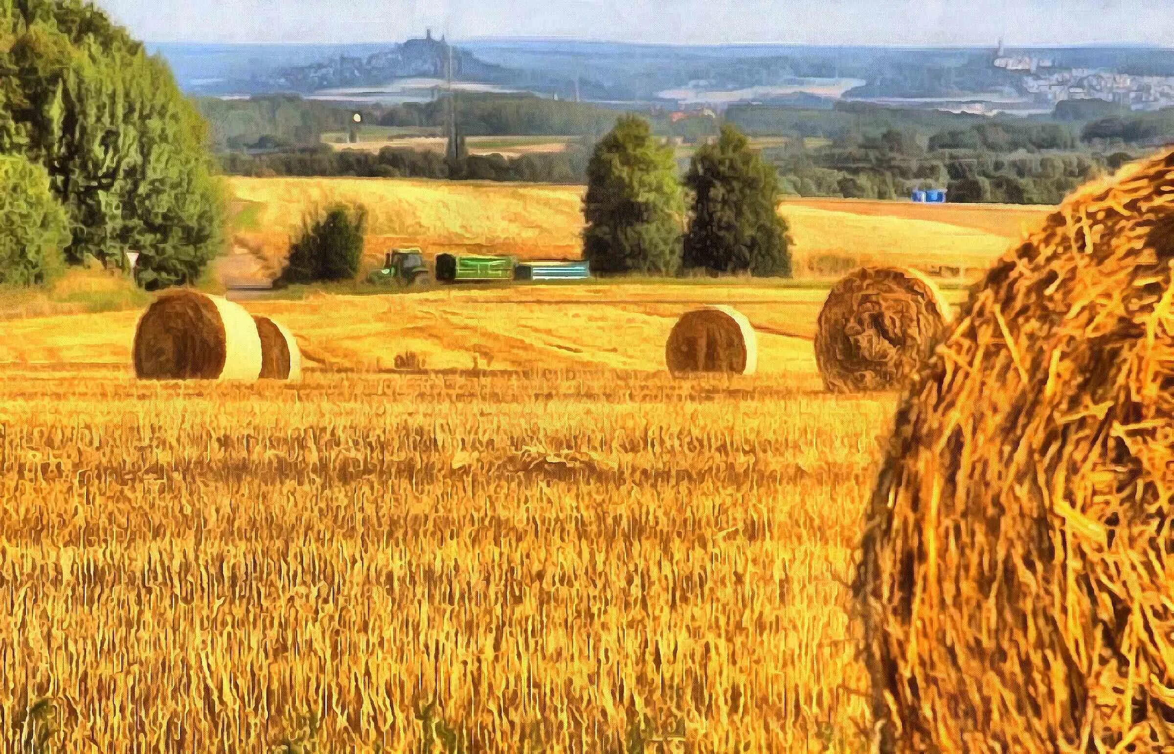 In northern india they harvest their wheat. Жатва. Жатва картинки. Сбор урожая картинки. Жатва картинки для детей.