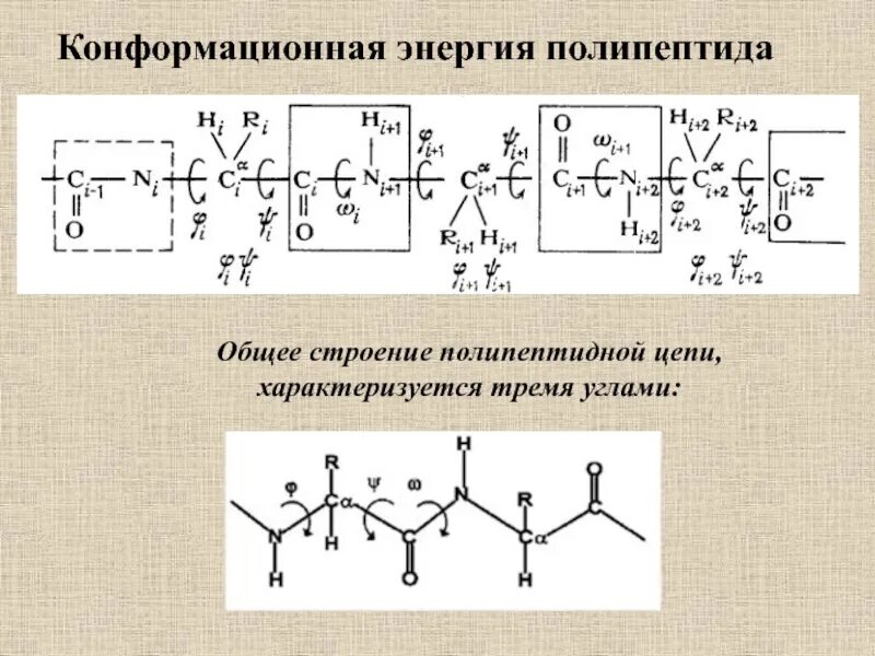 Полипептиды содержат в цепи. Конформационное строение пептида. Конформационное строение трипептида. Изобразите Конформационное строение пептида. Конформационная энергия полипептидной цепи.