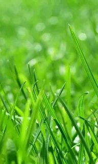 Natural green