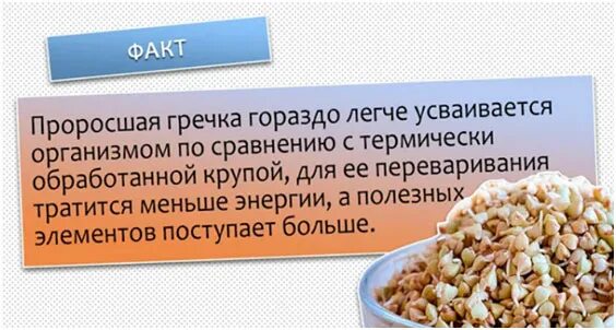 Из чего состоит гречка. Пророщенная гречка. проростки зеленой гречки. польза пророщенной зелёной гречки. пророщенные зерна гречки.