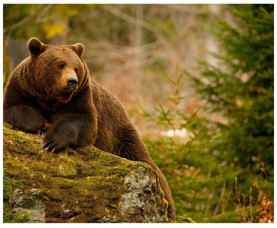 бурый медведь россия. аляскинский бурый медведь. бурый 2. бурый 2. тянь шаньский медведь.