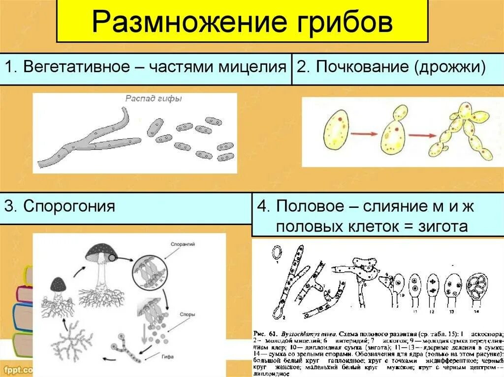 Размножение грибов фрагментацией. Бесполое размножение грибов почкованием. Схемы размножения грибов почкование. Бесполое размножение грибов спорами. Дрожжи образование спор