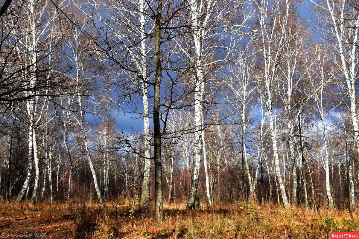 Картинки поздней. Поздняя осень в лесу. Лес поздней осенью. Лес в конце осени. Поздняя осень для дошкольников.