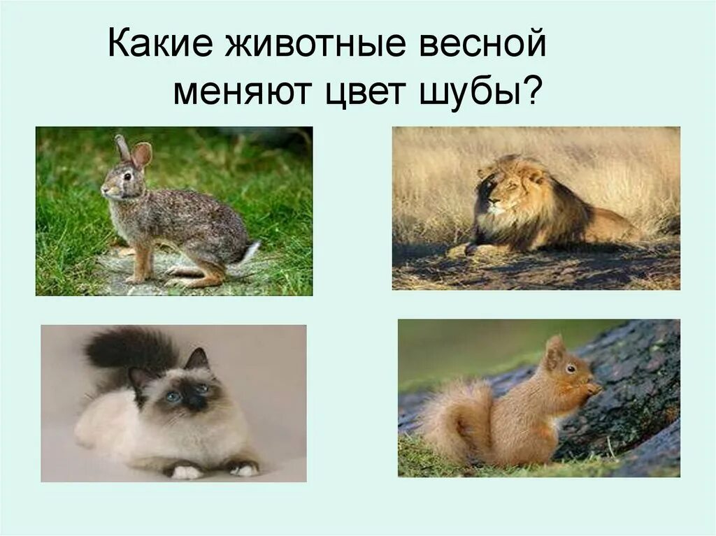 Какие животные весной