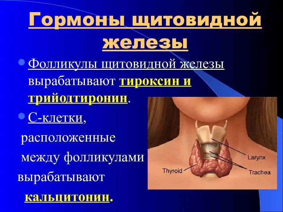 Щитовидная железа. Щитовидная железа продуцирует гормон. Гормон регулирующий функции щитовидной железы. Секретируемые гормоны щитовидной железы. Щитовидная железа вырабатывает гормона тироксин норма.