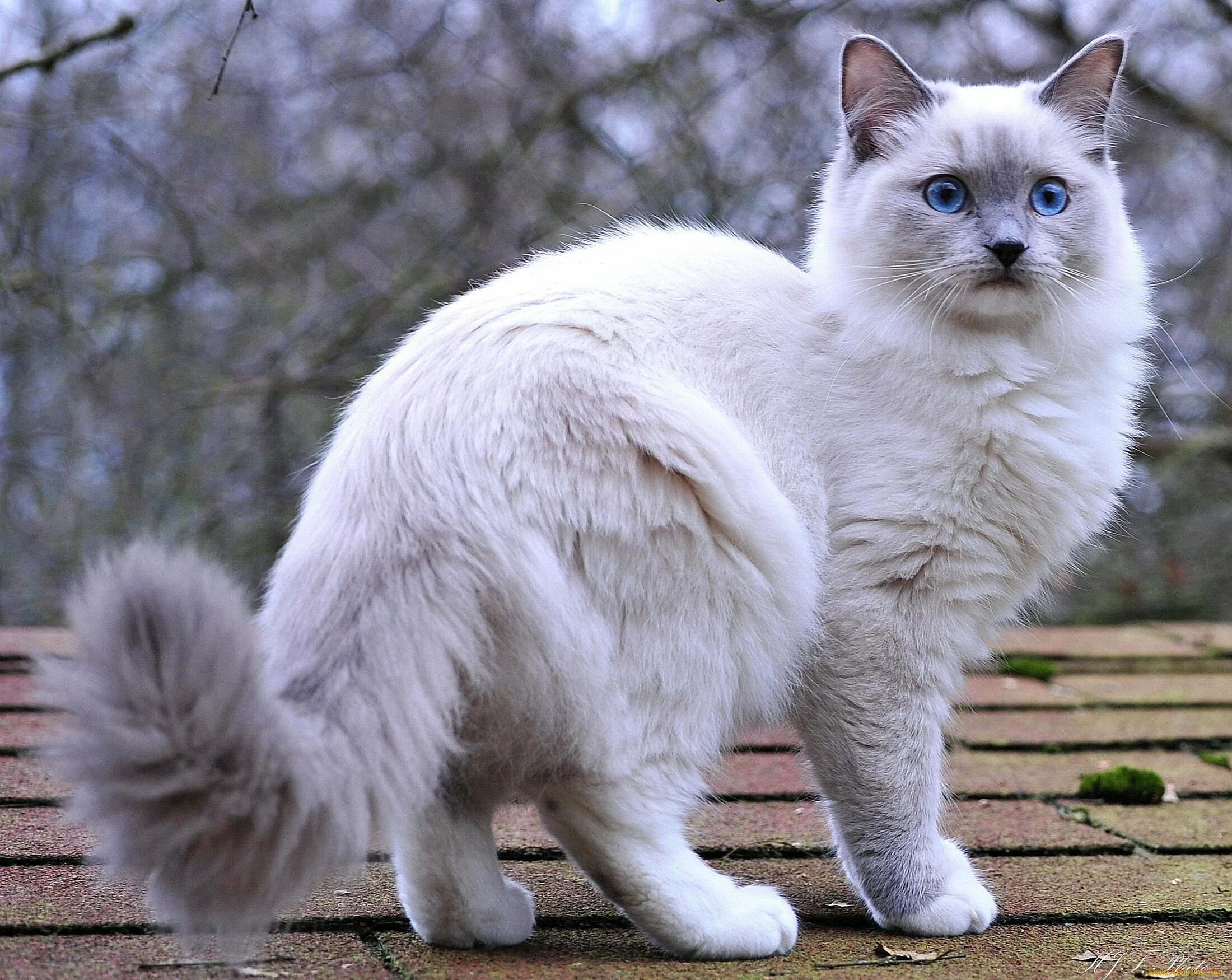 Порода кошек серо белого окраса. Невская маскарадная кошка белая. Невская маскарадная серая. Манчкин Невская маскарадная. Невская маскарадная кошка серая.