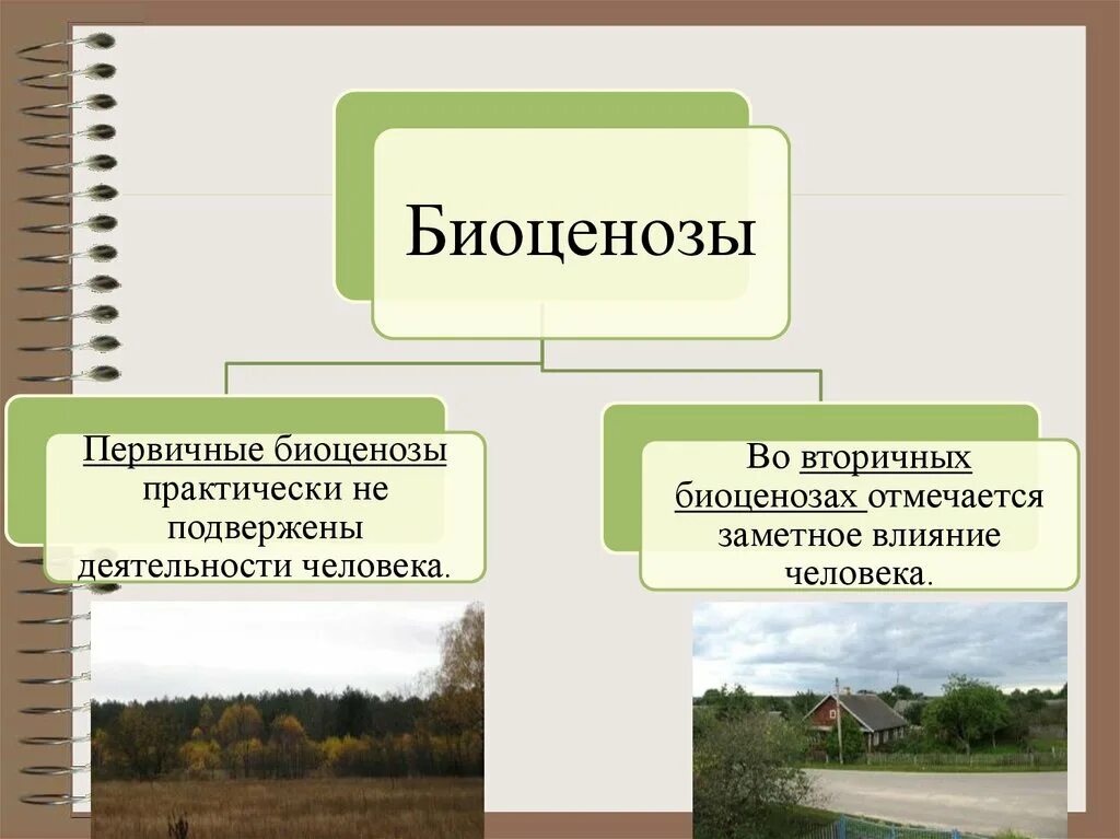 Приведите примеры биоценоза. Биоценоз. Первичные и вторичные биоценозы. Биоценоз презентация. Биоценоз и экосистема.