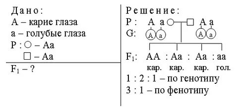 Примеры решения генетических задач