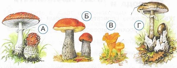 Грибы тест. Тест грибы 3 класс окружающий мир. Отметь ядовитые грибы. Тест окружающий мир 3 класс. 178. Отметь ядовитые грибы тест.