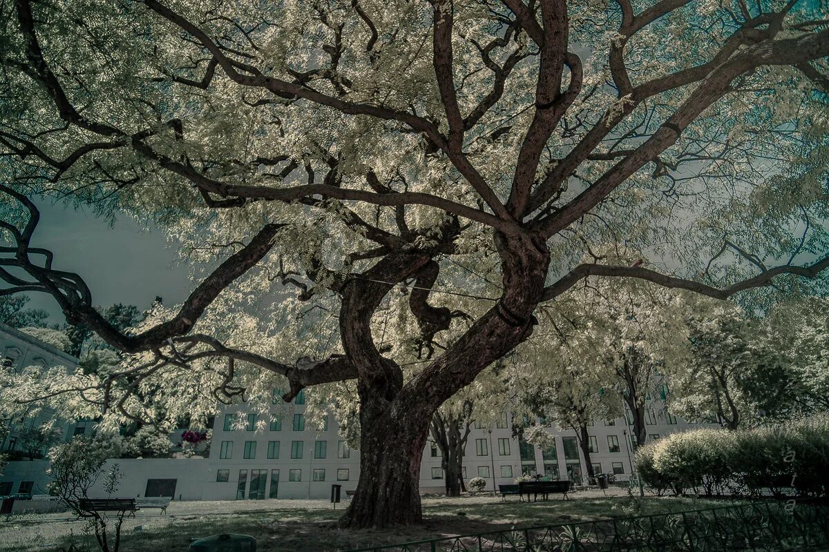 блестящее дерево. украшение деревьев гирляндами. сказочное дерево. дерево сидрат аль-мунтаха. магия деревьев.