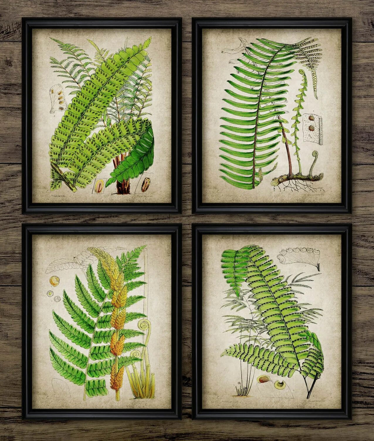 Fern art