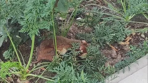 Карбыши на садовом участке как избавиться