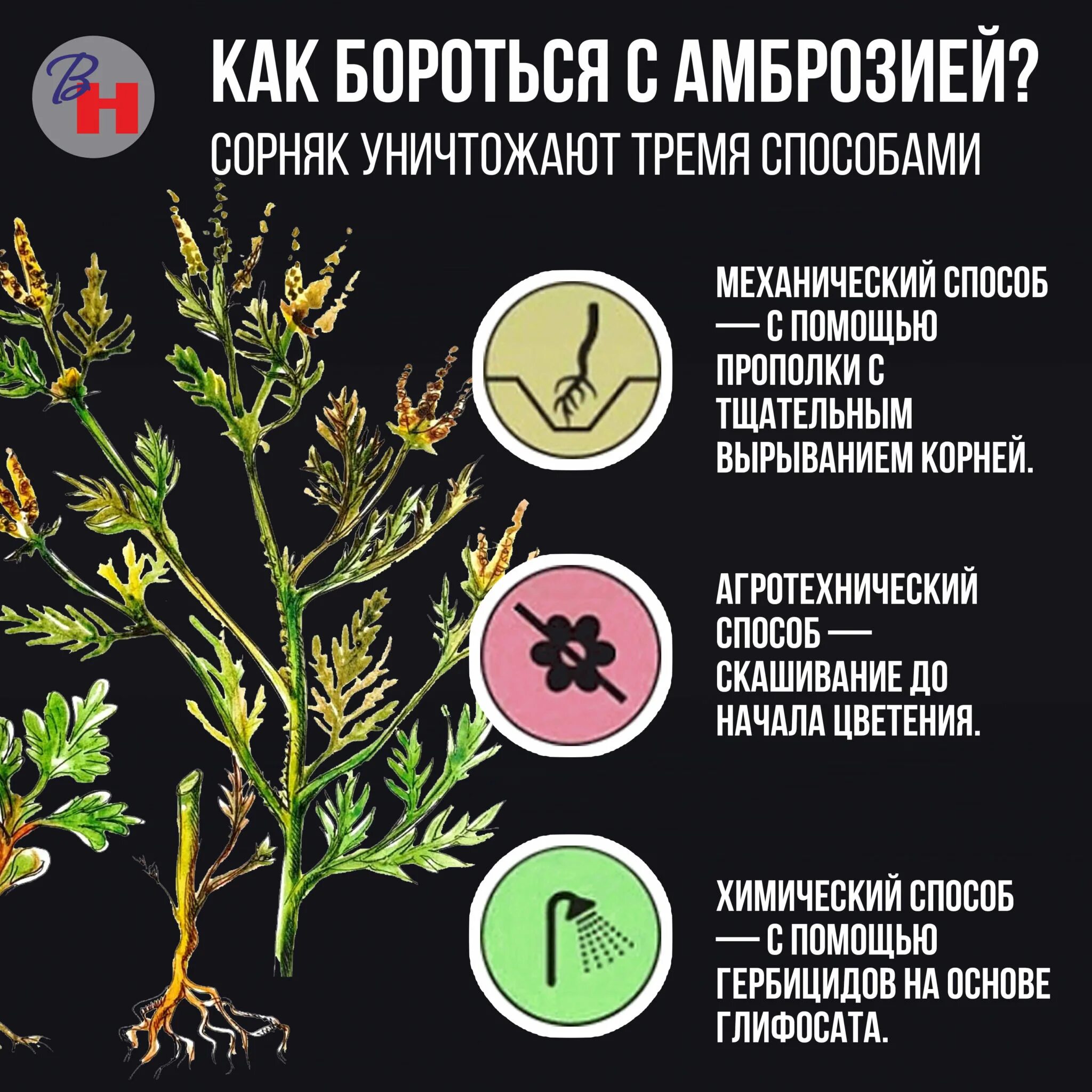 Какие с борьбой с сорняками. Опасный сорняк амброзия. Амброзия карантинный сорняк. Амброзия полыннолистная аллергия. Сорняк амброзия полыннолистная.