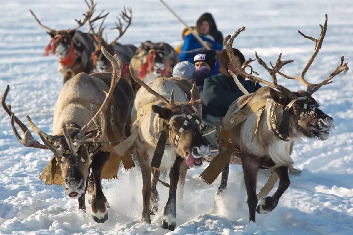 Оленеводческие хозяйства ненецкого автономного округа. Праздник оленя. День оленя 2 августа. День оленевода надым. Праздник оленя.