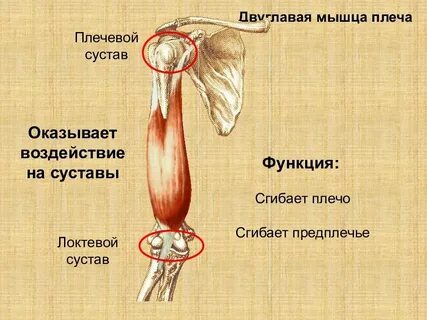 Функции плечевого пояса и руки