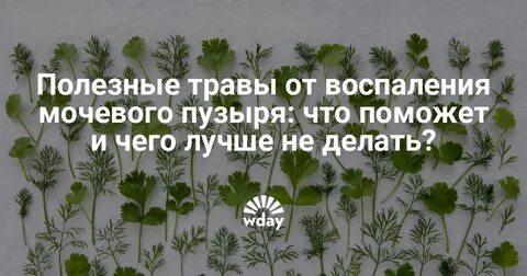 Трава мочеиспускания