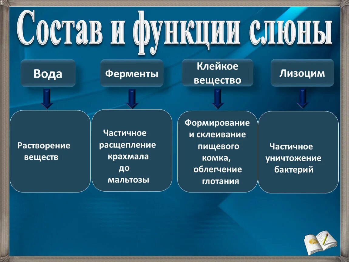 Какую функцию выполняют ферменты слюны. Функции слюны. Состав и функции слюны. Функции ферментов слюны. Амилаза в слюне функция.