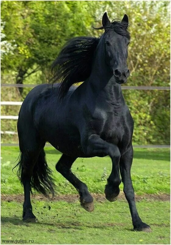 Сайт horse. Пепельно Вороная лошадь. Фриз Фризская лошадь. Фризская порода/Вороная масть. Иссиня Вороная лошадь.