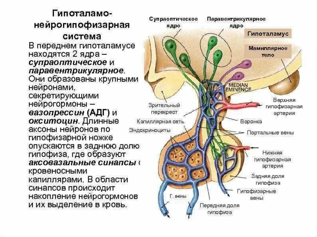 Гипоталамо-гипофизарная система супраоптическое ядро. Схема строения гипоталамо гипофизарной нейросекреторной системы. Схема гипоталамо-гипофизарной системы анатомия. Гипоталамо-гипофизарная система ядра гипоталамуса.