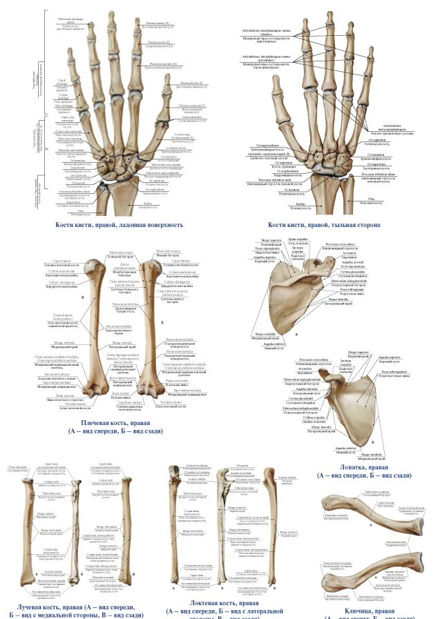 Анатомия верхней конечности. Кости верхней конечности анатомия на латыни. Скелет верхней конечности анатомия латынь. Кости верхних конечностей человека анатомия на латинском и русском. Кости верхних конечностей человека анатомия на латинском.
