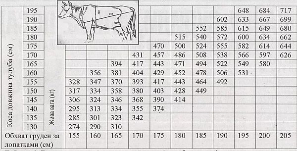 Таблица быков живой. Таблица весов КРС живой вес. Таблица измерения КРС живым весом Быков. Таблица измерения живого веса КРС быки. Таблица КРС живой вес быка.