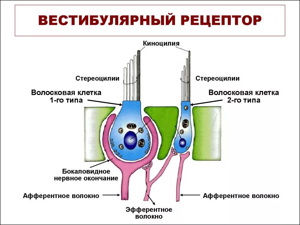 Волосковые клетки вестибулярного аппарата. Волосковые рецепторы вестибулярного аппарата. Волосковые рецепторы строение. Стереоцилии строение.