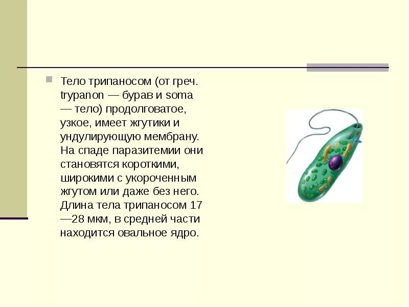 Простейшее имеющее жгутик