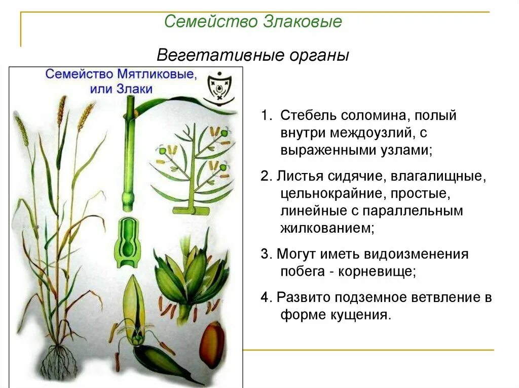 Органы злаковых. Строение семейства злаки Мятликовые. Семейство злаки Мятликовые таблица. Особенности строения вегетативных органов злаковых. Злаковые Мятликовые строение.