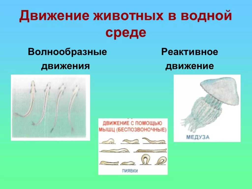 Особенности передвижения животных. Движение животных в водной среде. Способы передвижения в воде животных. Передвижение в водной среде. Органы и способы передвижения в водной среде.