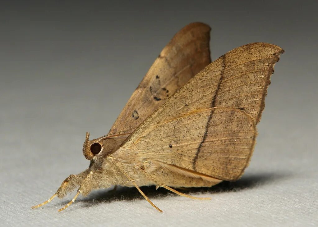 Pin by Вилка Вилковна on Сердце Tiger moth, Moth, Insects