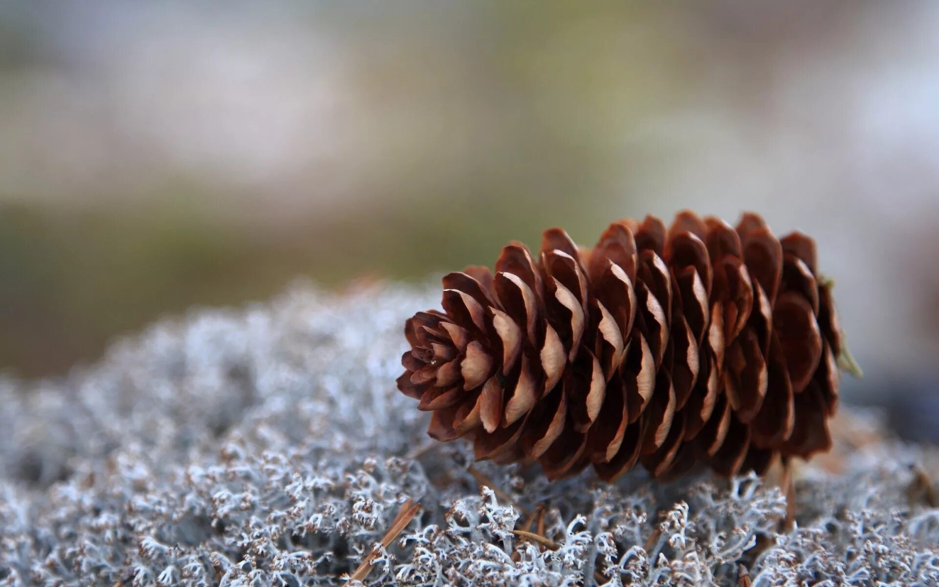 Словосочетание сосновую шишку. Шишка сосны Pinus lambertiana. Конус Сосновая шишка. Еловые шишки. Ель шишки.